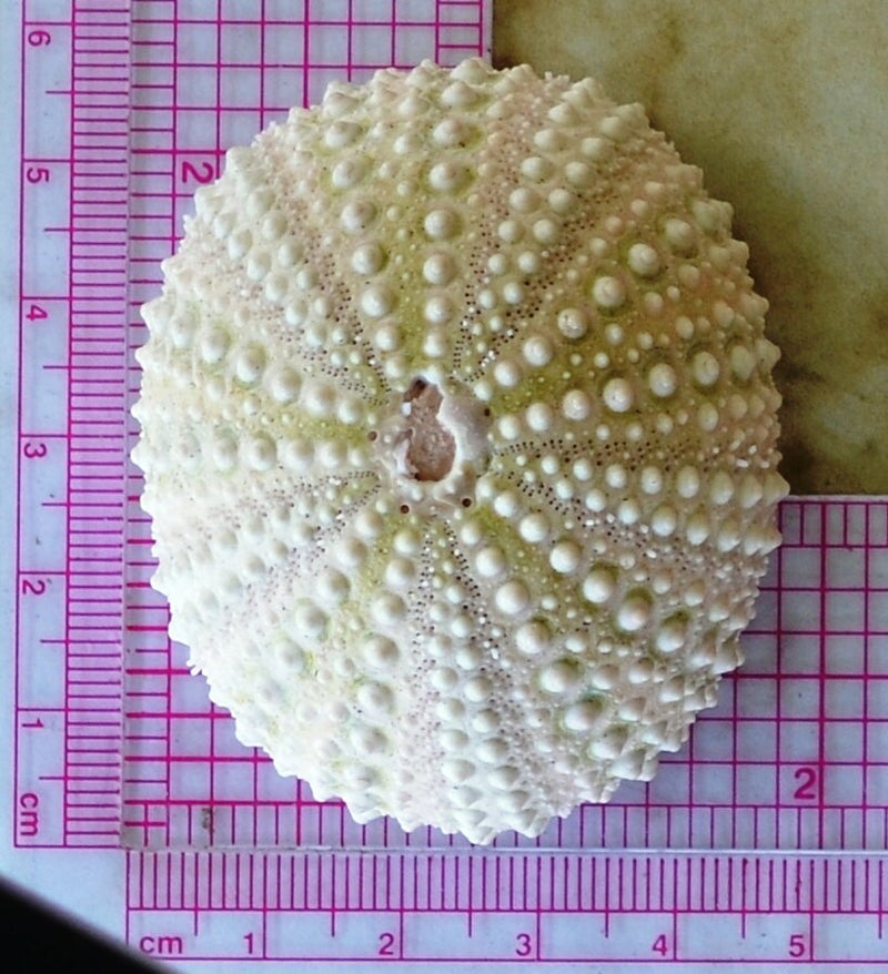 Sea Urchin silicone mold, Sea urchins, Molds, Clay, Crafts, Resin, molds, invertebrate animals, Pedicellariae, poisonous spines,  N206