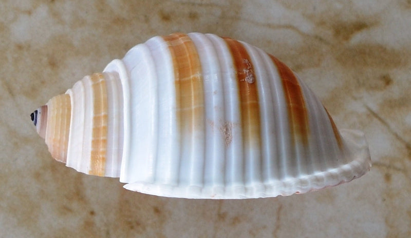 Shell Silicone Mold, Epoxy, Beach, Nautilus, Scallop, Chocolate molds, ocean, seashells, Scallop, sand dollar, shell shop N221