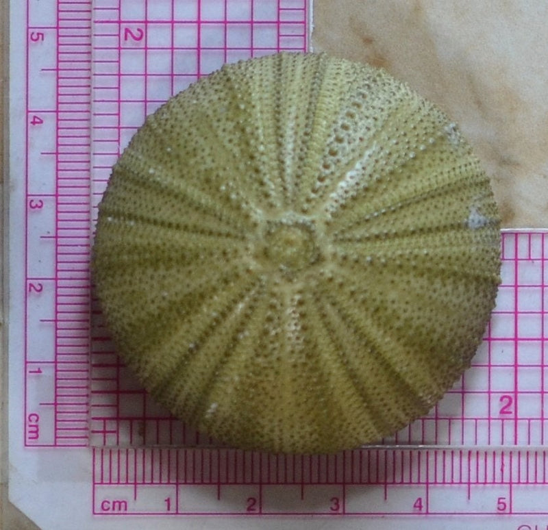 Sea Urchin silicone mold, Sea urchins, Molds, Clay, Crafts, Resin, molds, invertebrate animals, Pedicellariae, poisonous spines, N302