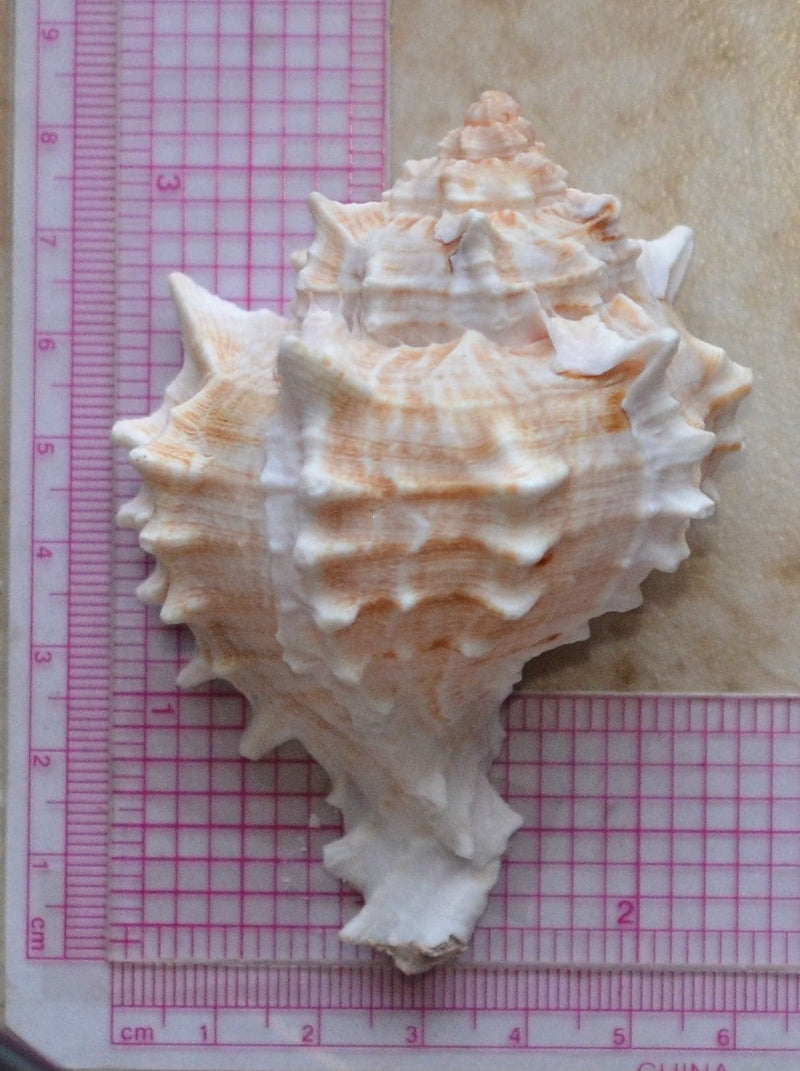 Shell Silicone Mold, Epoxy, Beach, Nautilus, Scallop, Chocolate molds, ocean, seashells, Scallop, sand dollar, shell shop  N346