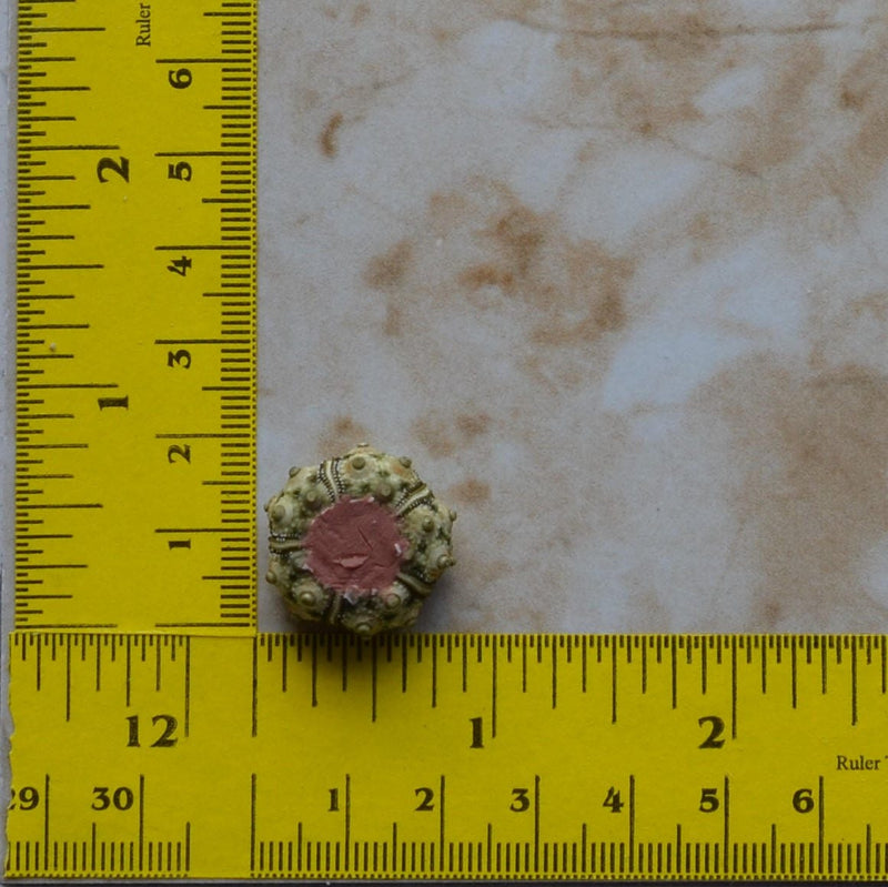 Sea Urchin silicone mold, Sea urchins, Molds, Clay, Crafts, Resin, molds, invertebrate animals, Pedicellariae, poisonous spines,  N366