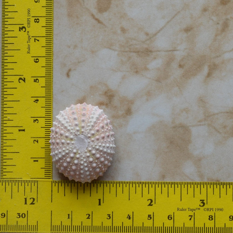 Sea Urchin silicone mold, Sea urchins, Molds, Clay, Crafts, Resin, molds, invertebrate animals, Pedicellariae, poisonous spines,  N431