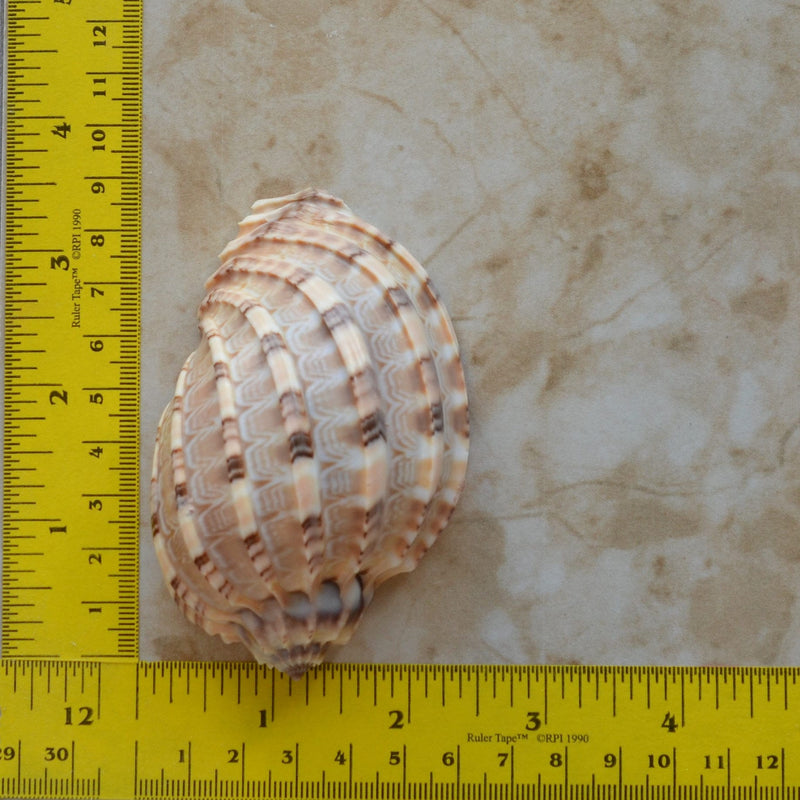 Shell Silicone Mold, Epoxy, Beach, Nautilus, Scallop, Chocolate molds, ocean, seashells, Scallop, sand dollar, shell shop  N463