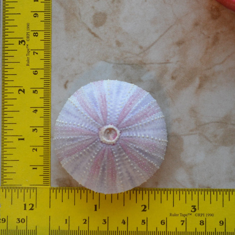 Sea Urchin silicone mold, Sea urchins, Molds, Clay, Crafts, Resin, molds, invertebrate animals, Pedicellariae, poisonous spines,  N442