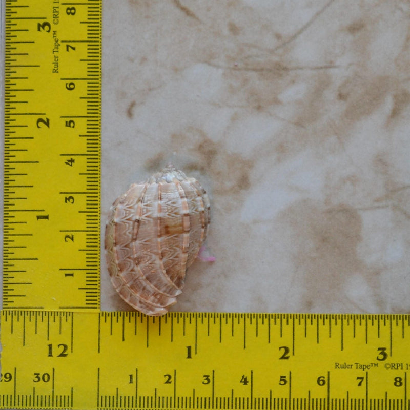 Shell Silicone Mold, Epoxy, Beach, Nautilus, Scallop, Chocolate, Shell mold, ocean, seashells N445