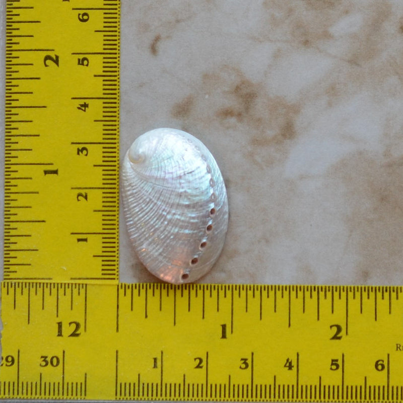Abalone Shell Silicone Mold, Shell Silicone Mold, Epoxy, Beach, Nautilus, Scallop, ocean, seashells, Scallop, sand dollar N448