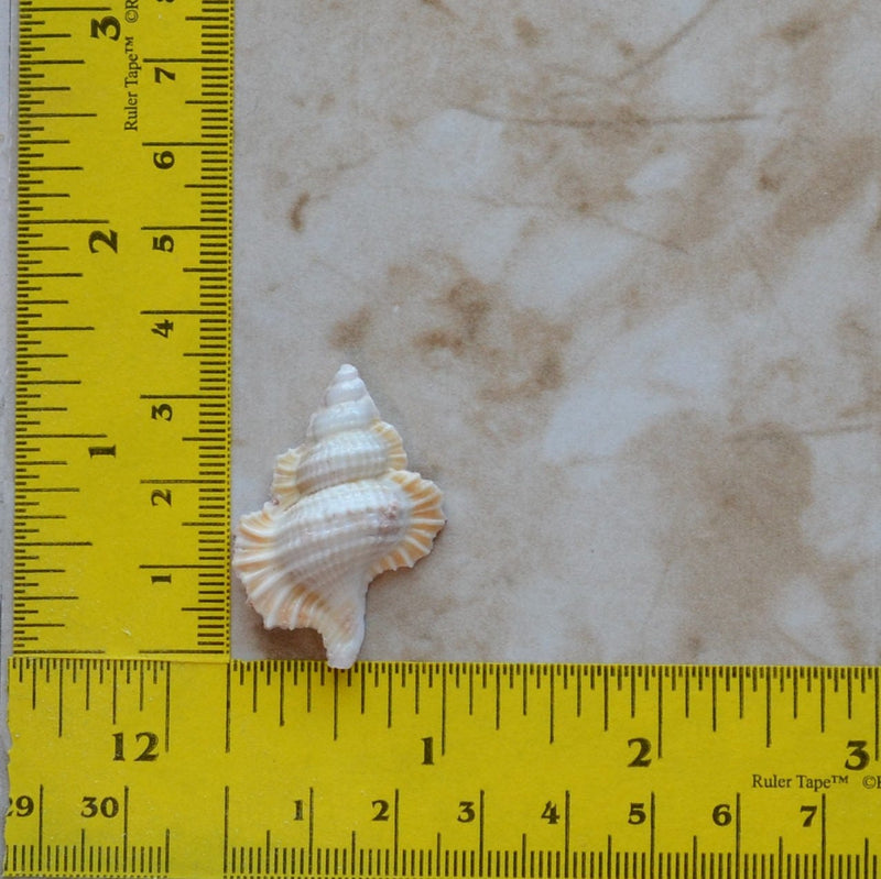 Shell Silicone Mold, Epoxy, Beach, Nautilus, Scallop, Chocolate, Shell mold, ocean, seashells, Scallop, shells, sand dollar, N456