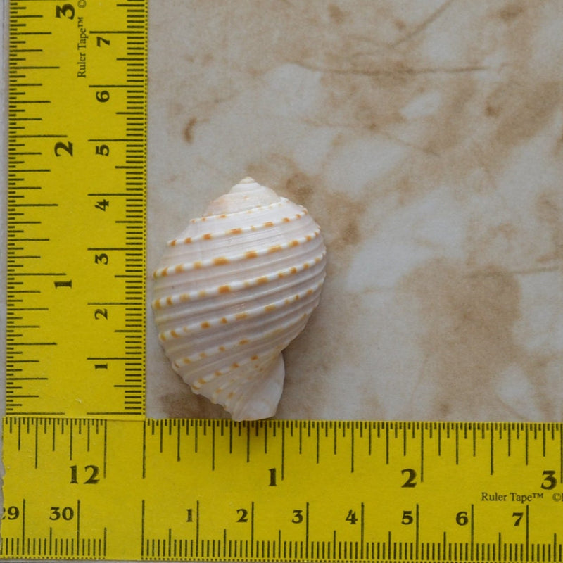 Shell Silicone Mold, Epoxy, Beach, Nautilus, Scallop, Chocolate molds, ocean, seashells, Scallop, sand dollar, shell shop  N464