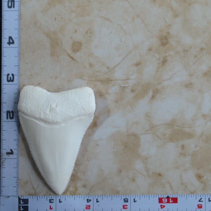Shark silicone mold, Shark tooth, Shark teeth, Resin Shark mold, Clay Shark mold, Epoxy Shark molds, Shark, Sharks, Sharks tooth mold, A594