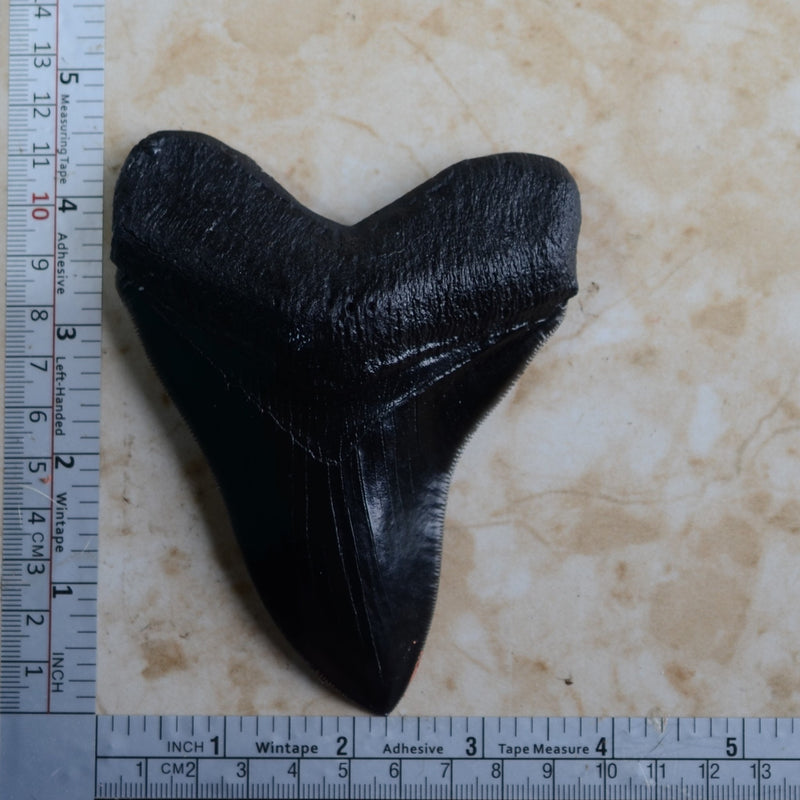 Shark tooth mold, megalodon, Shark, Shark teeth, Resin mold, Clay mold, Epoxy, molds, Ocean, Sea, Nautical, food grade, Chocolate mold N553